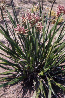 APII jpeg image of Anigozanthos 'Pink Joey'  © contact APII