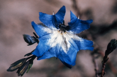 APII jpeg image of Lechenaultia biloba 'White Flash'  © contact APII
