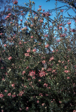APII jpeg image of Grevillea 'Evelyn's Coronet'  © contact APII