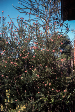 APII jpeg image of Grevillea 'Evelyn's Coronet'  © contact APII