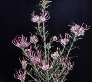 APII jpeg image of Grevillea 'Evelyn's Coronet'  © contact APII