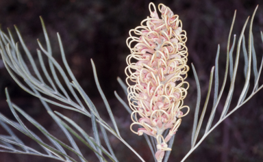 APII jpeg image of Grevillea 'Pink Surprise'  © contact APII