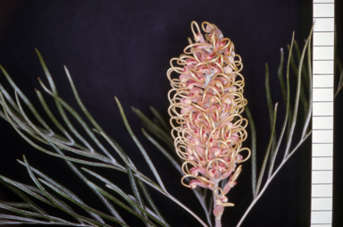 APII jpeg image of Grevillea 'Pink Surprise'  © contact APII