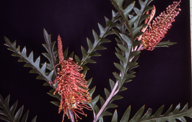 APII jpeg image of Grevillea 'Poorinda Anticipation'  © contact APII