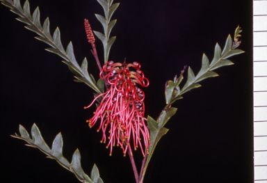 APII jpeg image of Grevillea 'Poorinda Ben'  © contact APII