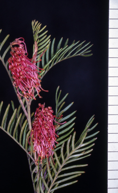 APII jpeg image of Grevillea 'Poorinda Gaye'  © contact APII
