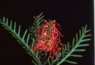 APII jpeg image of Grevillea 'Poorinda Gemini'  © contact APII