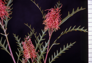 APII jpeg image of Grevillea 'Poorinda Miriam'  © contact APII