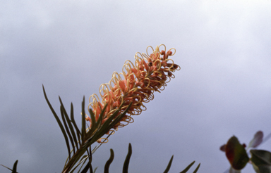 APII jpeg image of Grevillea 'Pink Surprise'  © contact APII