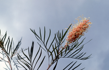 APII jpeg image of Grevillea 'Pink Surprise'  © contact APII