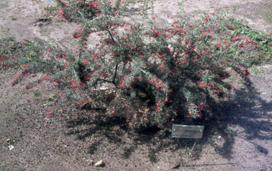APII jpeg image of Grevillea 'Poorinda Illumina'  © contact APII