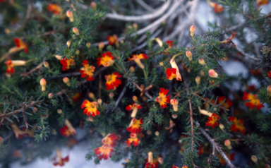 APII jpeg image of Lechenaultia 'Outspan Gold'  © contact APII