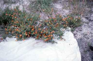 APII jpeg image of Lechenaultia 'Outspan Gold'  © contact APII