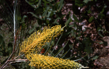 APII jpeg image of Grevillea 'Sandra Gordon'  © contact APII