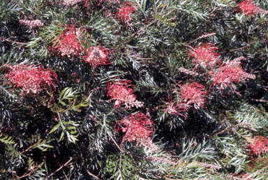 APII jpeg image of Grevillea 'Robyn Gordon'  © contact APII