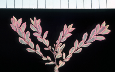 APII jpeg image of Leptospermum laevigatum 'Flamingo'  © contact APII