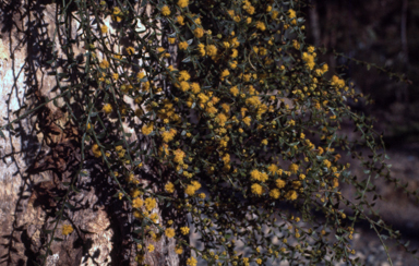 APII jpeg image of Acacia amblygona 'Winter Gold'  © contact APII