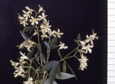 APII jpeg image of Ceratopetalum gummiferum 'White Christmas'  © contact APII