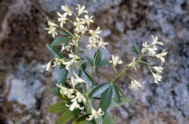 APII jpeg image of Ceratopetalum gummiferum 'White Christmas'  © contact APII