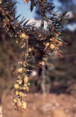APII jpeg image of Grevillea 'Pendant Clusters'  © contact APII