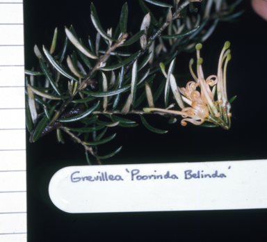 APII jpeg image of Grevillea 'Poorinda Belinda'  © contact APII