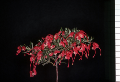 APII jpeg image of Grevillea 'Poorinda Ruby'  © contact APII
