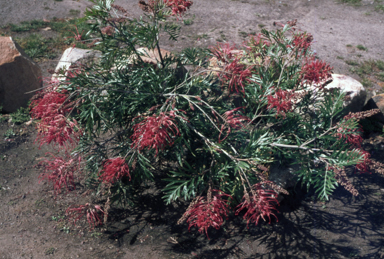 APII jpeg image of Grevillea 'Robyn Gordon'  © contact APII