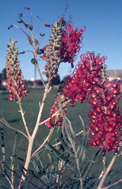 APII jpeg image of Grevillea banksii 'Kingaroy Slippers'  © contact APII