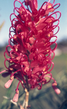 APII jpeg image of Grevillea banksii 'Kingaroy Slippers'  © contact APII