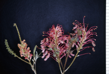 APII jpeg image of Grevillea banksii 'Kingaroy Slippers'  © contact APII