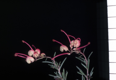 APII jpeg image of Grevillea glabella 'Lara Dwarf'  © contact APII