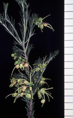 APII jpeg image of Grevillea glabella 'Limelight'  © contact APII