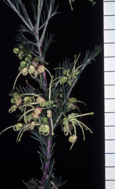 APII jpeg image of Grevillea glabella 'Limelight'  © contact APII
