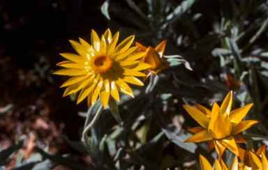 APII jpeg image of Xerochrysum frutescens  © contact APII
