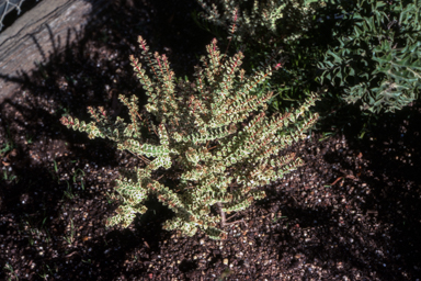 APII jpeg image of Hypocalymma cordifolium 'Golden Veil'  © contact APII