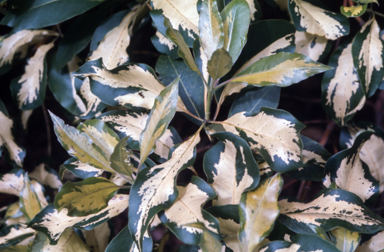 APII jpeg image of Lophostemon confertus 'Variegatus'  © contact APII