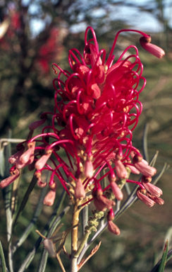 APII jpeg image of Grevillea banksii 'Kingaroy Slippers'  © contact APII