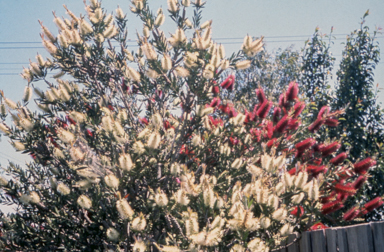 APII jpeg image of Callistemon 'Starlight'  © contact APII