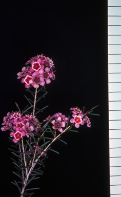 APII jpeg image of Chamelaucium uncinatum 'Lullfitz Selection'  © contact APII