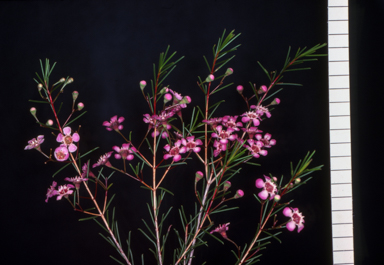 APII jpeg image of Chamelaucium uncinatum 'Munns'  © contact APII