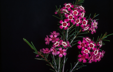 APII jpeg image of Chamelaucium uncinatum 'Purple Pride'  © contact APII