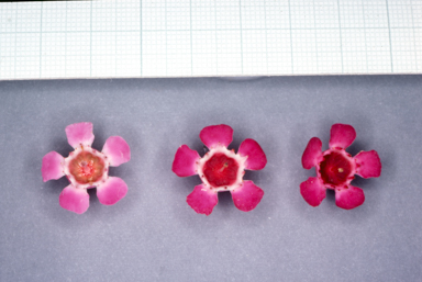 APII jpeg image of Chamelaucium uncinatum 'Purple Pride'  © contact APII