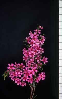 APII jpeg image of Chamelaucium uncinatum 'Wilson'  © contact APII