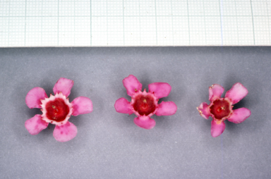 APII jpeg image of Chamelaucium uncinatum 'Wilson'  © contact APII
