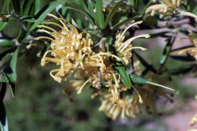 APII jpeg image of Grevillea 'Canterbury Gold'  © contact APII