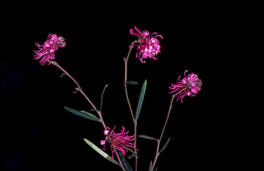 APII jpeg image of Grevillea 'Shirley Howie'  © contact APII
