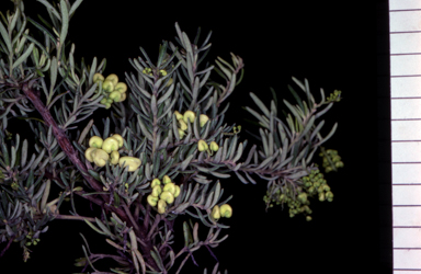 APII jpeg image of Grevillea 'High Eden'  © contact APII