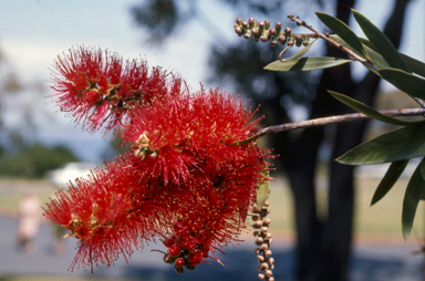 APII jpeg image of Callistemon 'Kings Park Special'  © contact APII