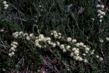 APII jpeg image of Kunzea 'Badja Carpet'  © contact APII