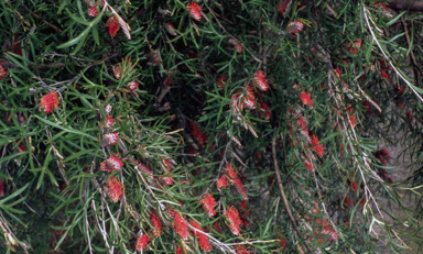 APII jpeg image of Grevillea 'Toowoomba Beauty'  © contact APII